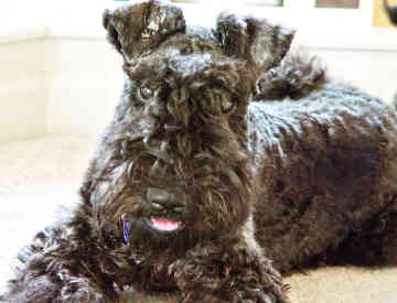 KERRY BLUE TERRIER